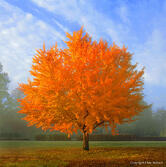 Ginko-Tree-Allen Rokach Ginko Tree Allen Rokach