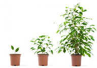 Photo Scanning Customer Growth Photo Scanning Customer Growth